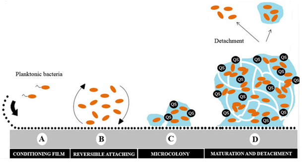 Graphical Abstract